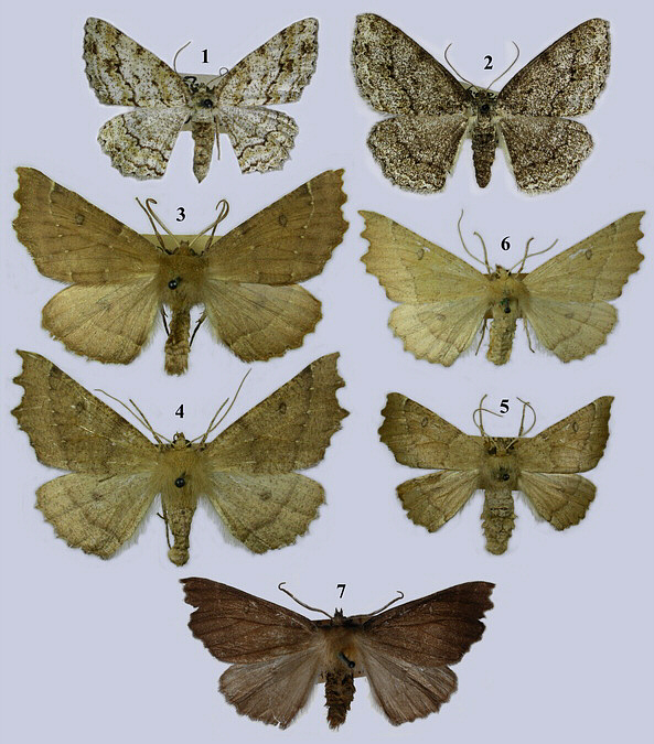 Geometridae image